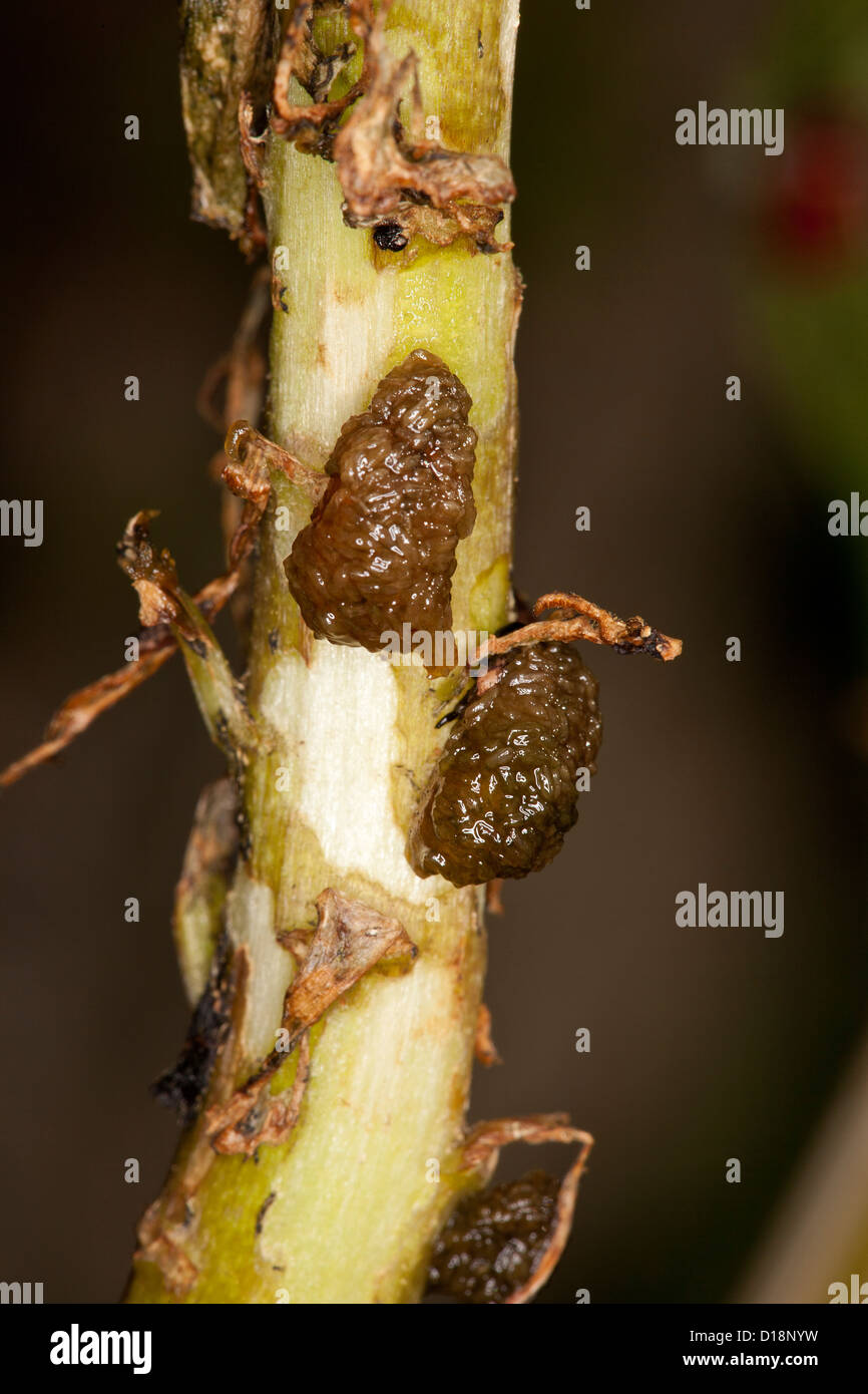 Asiatic Lily Beetle Stock Photo Alamy