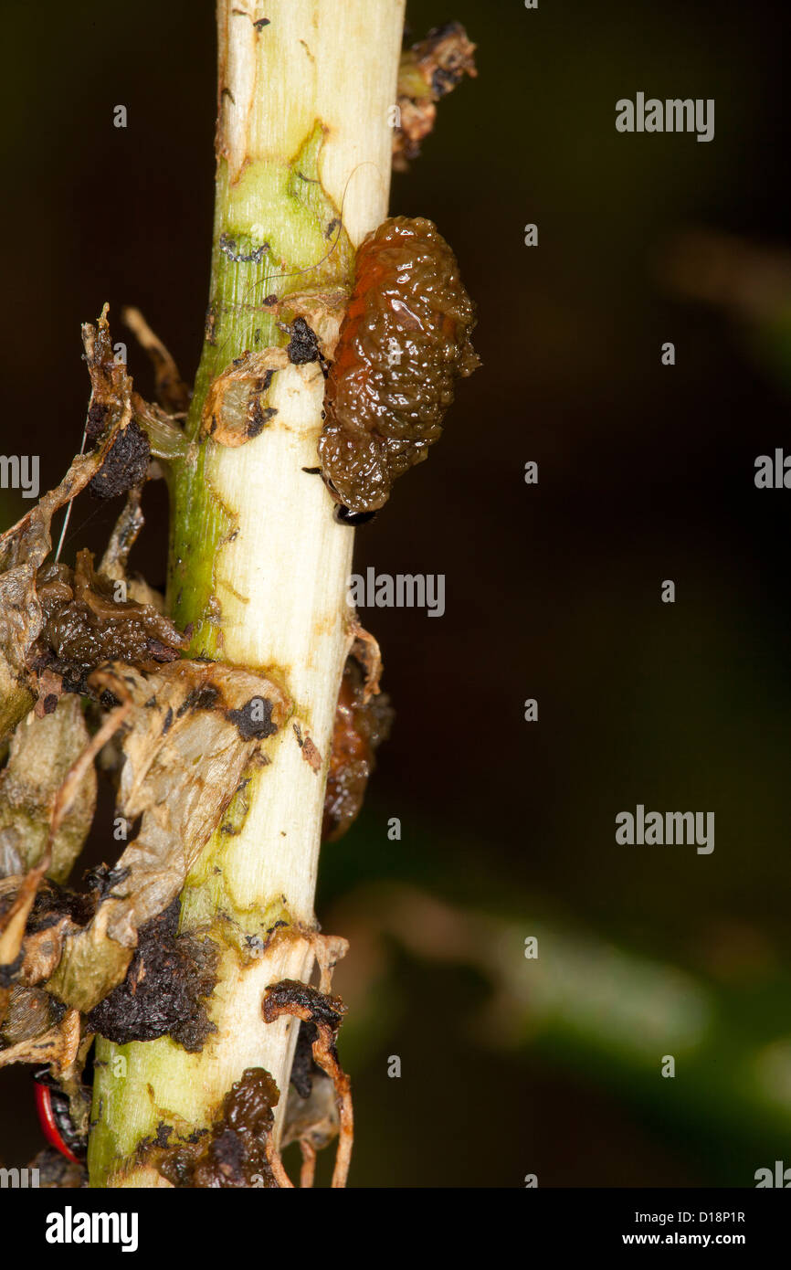 Asiatic Lily Beetle Stock Photo Alamy