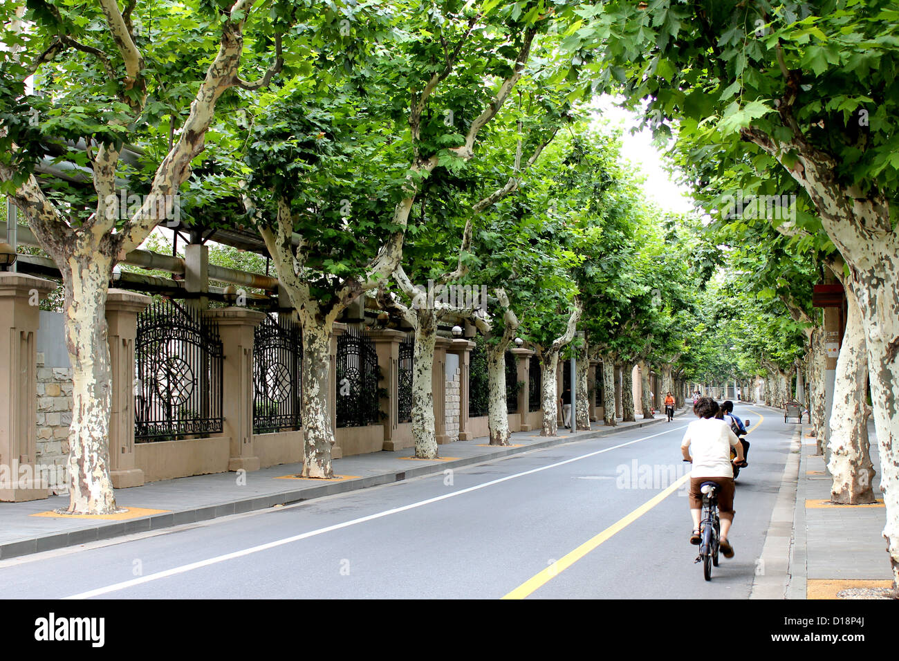 The former French Concession tree-lined streets in Shanghai, China Stock Photo