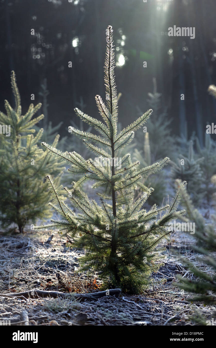 Fir trees hi-res stock photography and images - Alamy