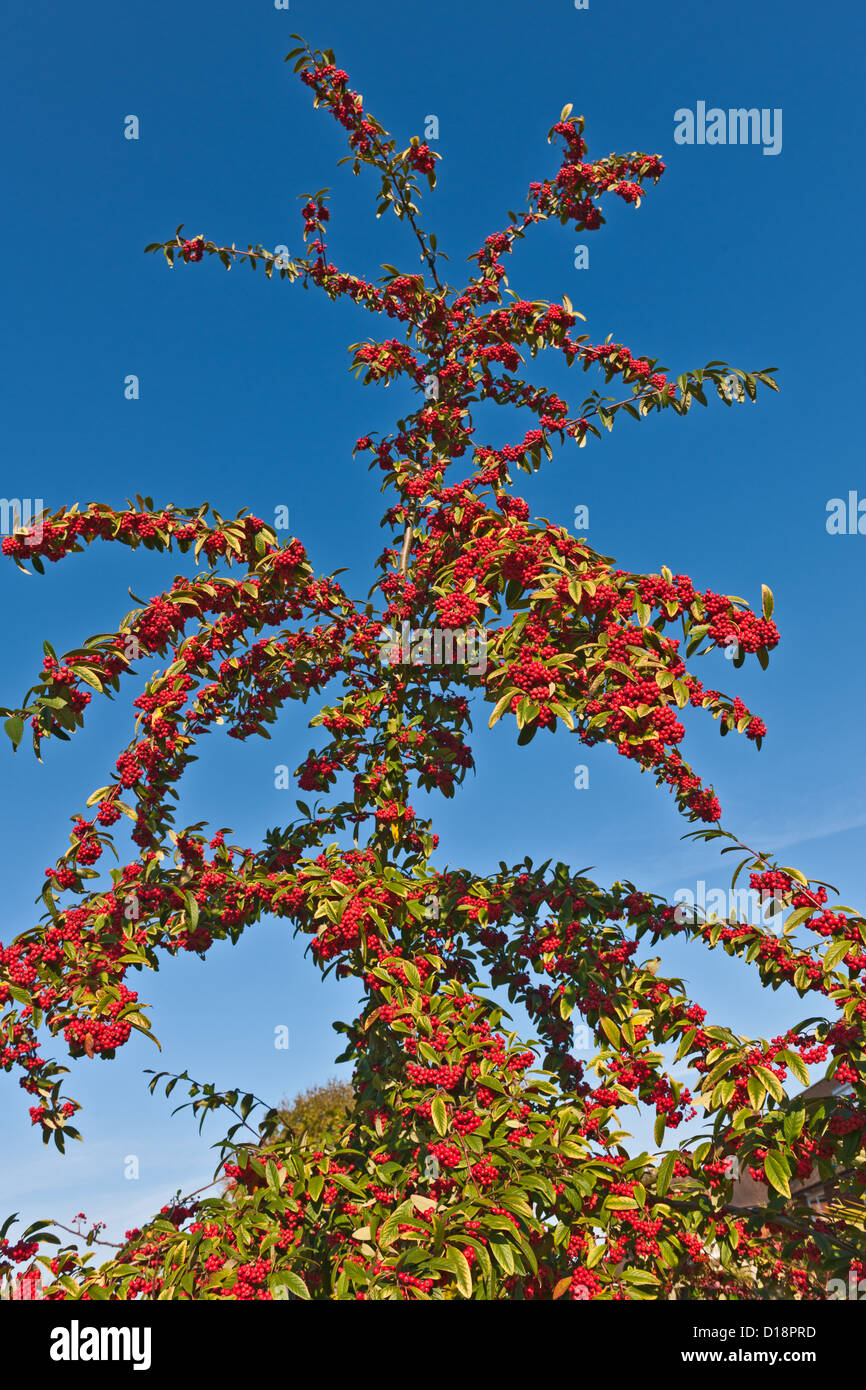 RED BERRIES, COTONEASTER TREE Stock Photo