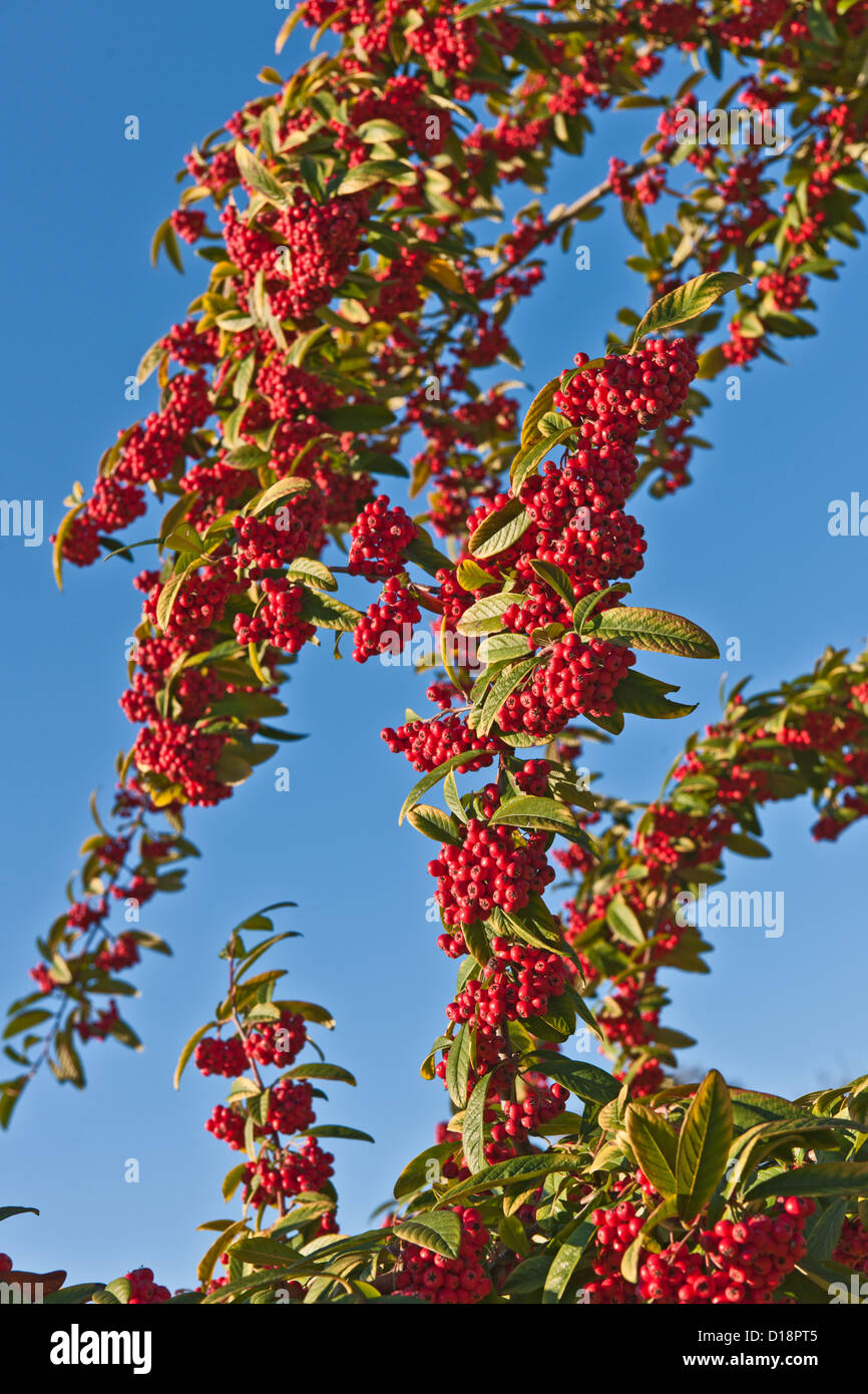 RED BERRIES, COTONEASTER TREE Stock Photo