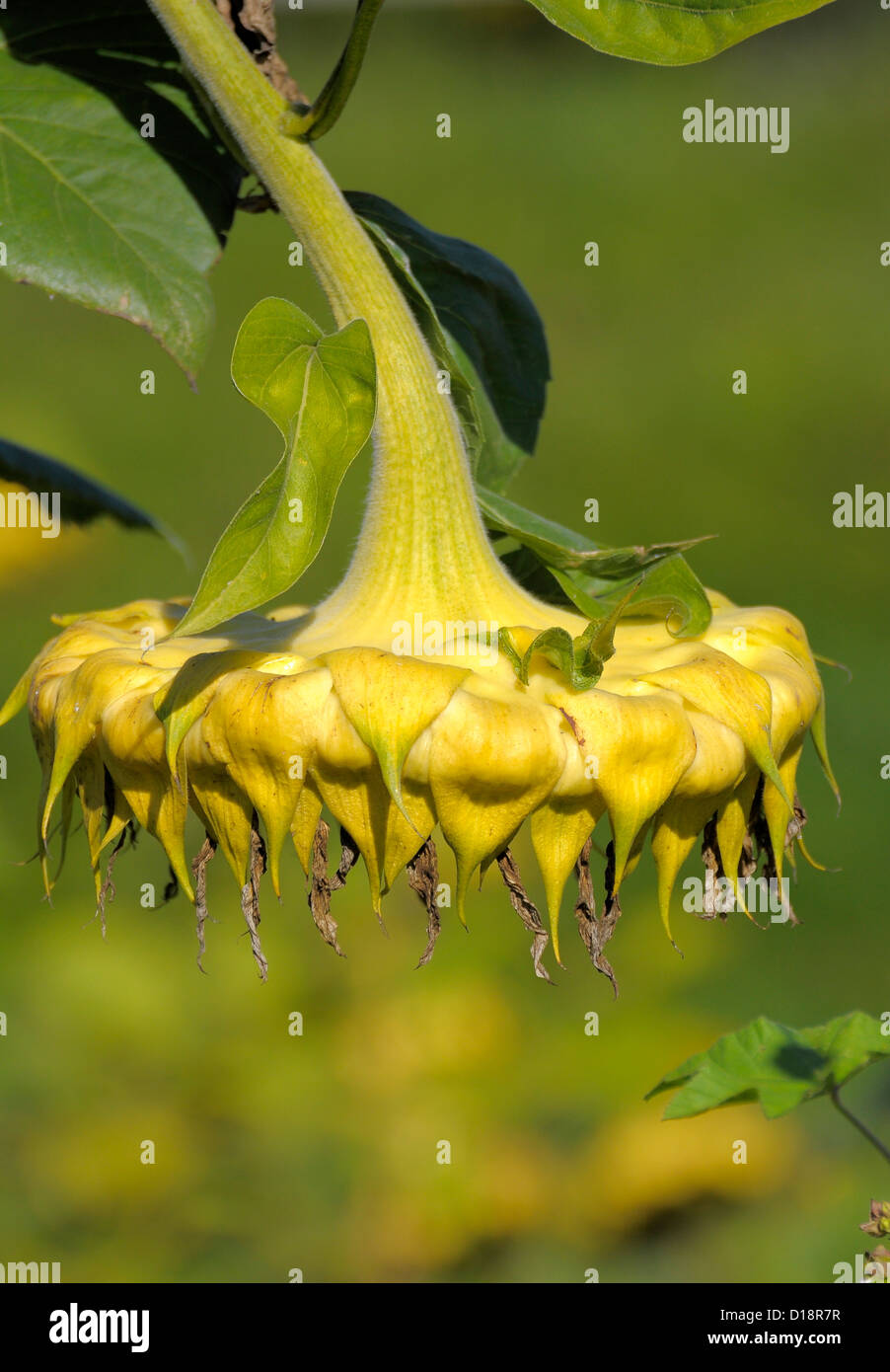Sunflower (Helianthus annuus), kinked sunflower bloom right has, Sonnenblume (Helianthus annuus), abgeknickte Sonnenblume, Stock Photo