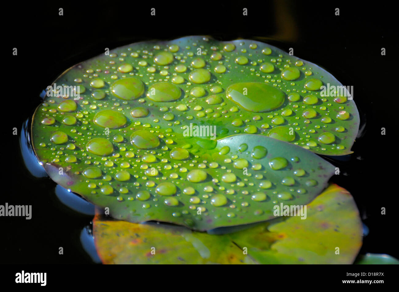 Garden pond with lily pads, water drops after rain on lily pads, Gartenteich mit Seerosenblätter, Wassertropfen nach Regen Stock Photo
