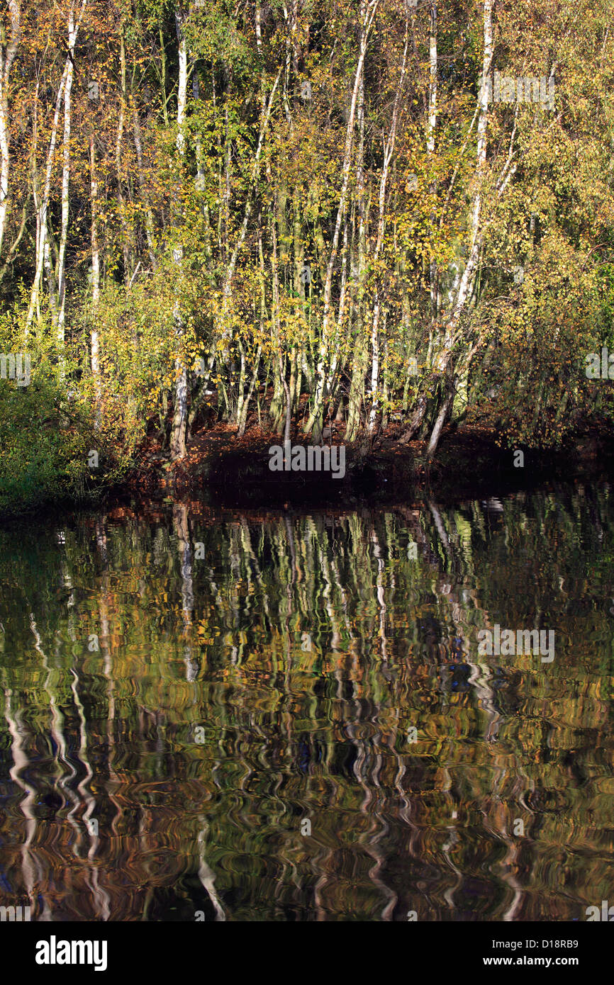 Silver Birch Trees With Autumn Colours Betula Pendula Stock Photo Alamy silver-birch-trees-with-autumn-colours-betula-pendula-stock-photo-alamy