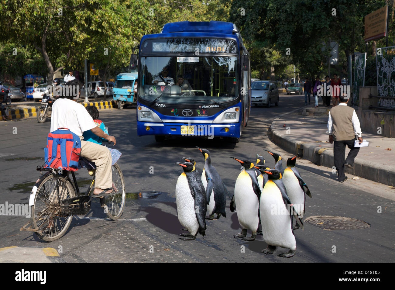 Penguins on tour Stock Photo