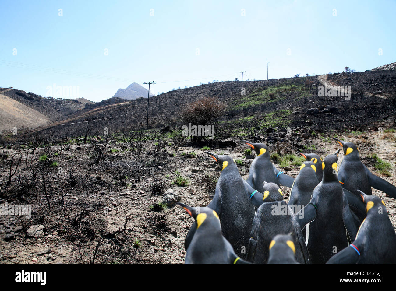 Penguins on tour Stock Photo