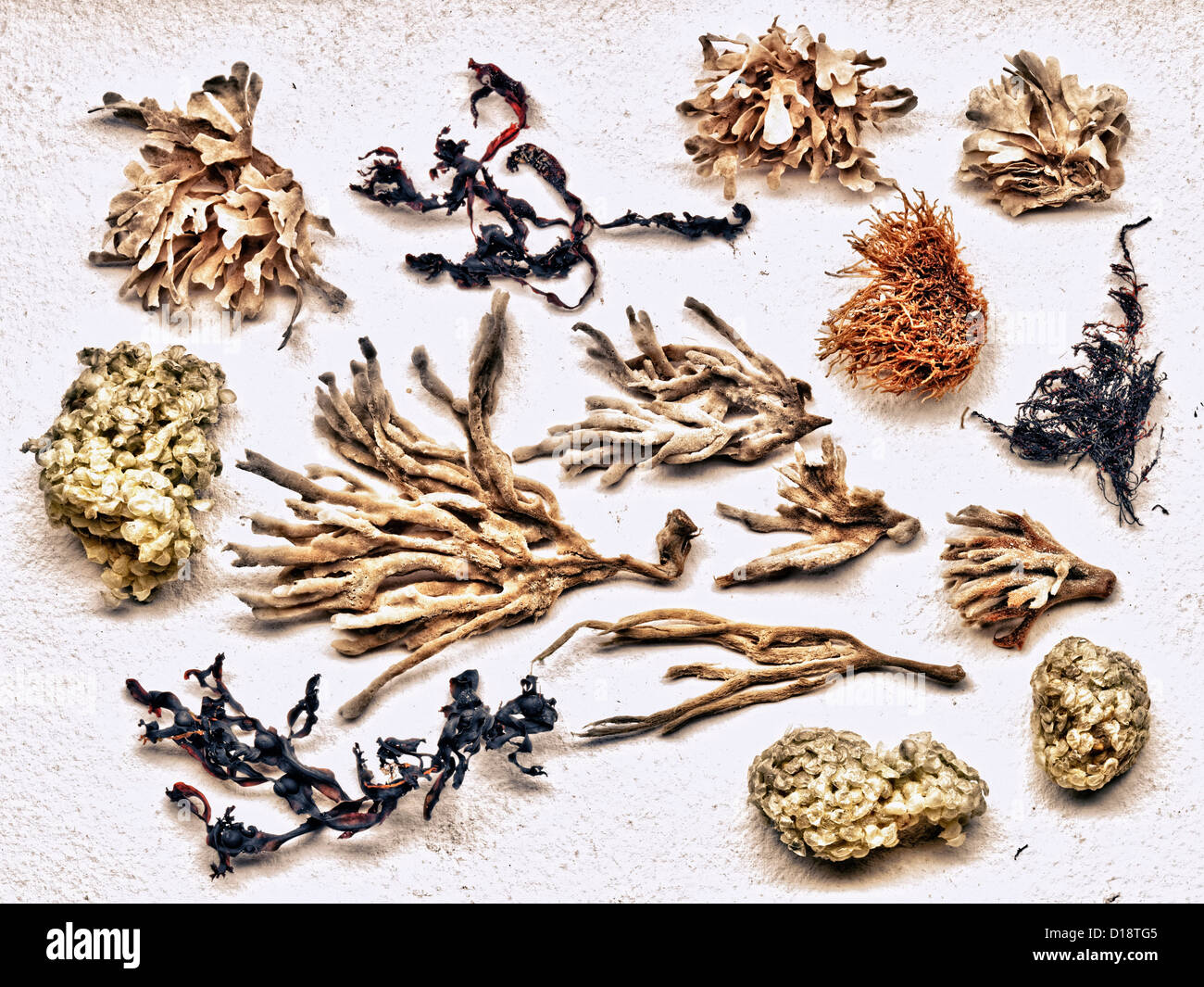 Dried sea plants hi-res stock photography and images - Alamy