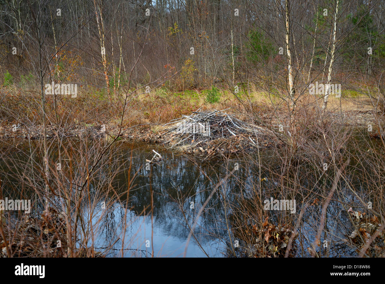 Beaver Lodge, Maryland USA Stock Photo