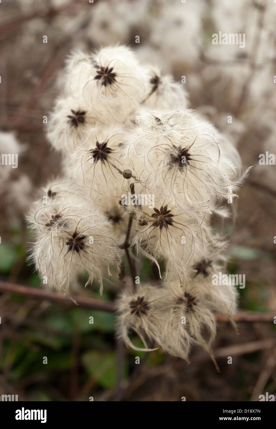 Clematis Vitalba seeds in a Winter hedgerow Stock Photo