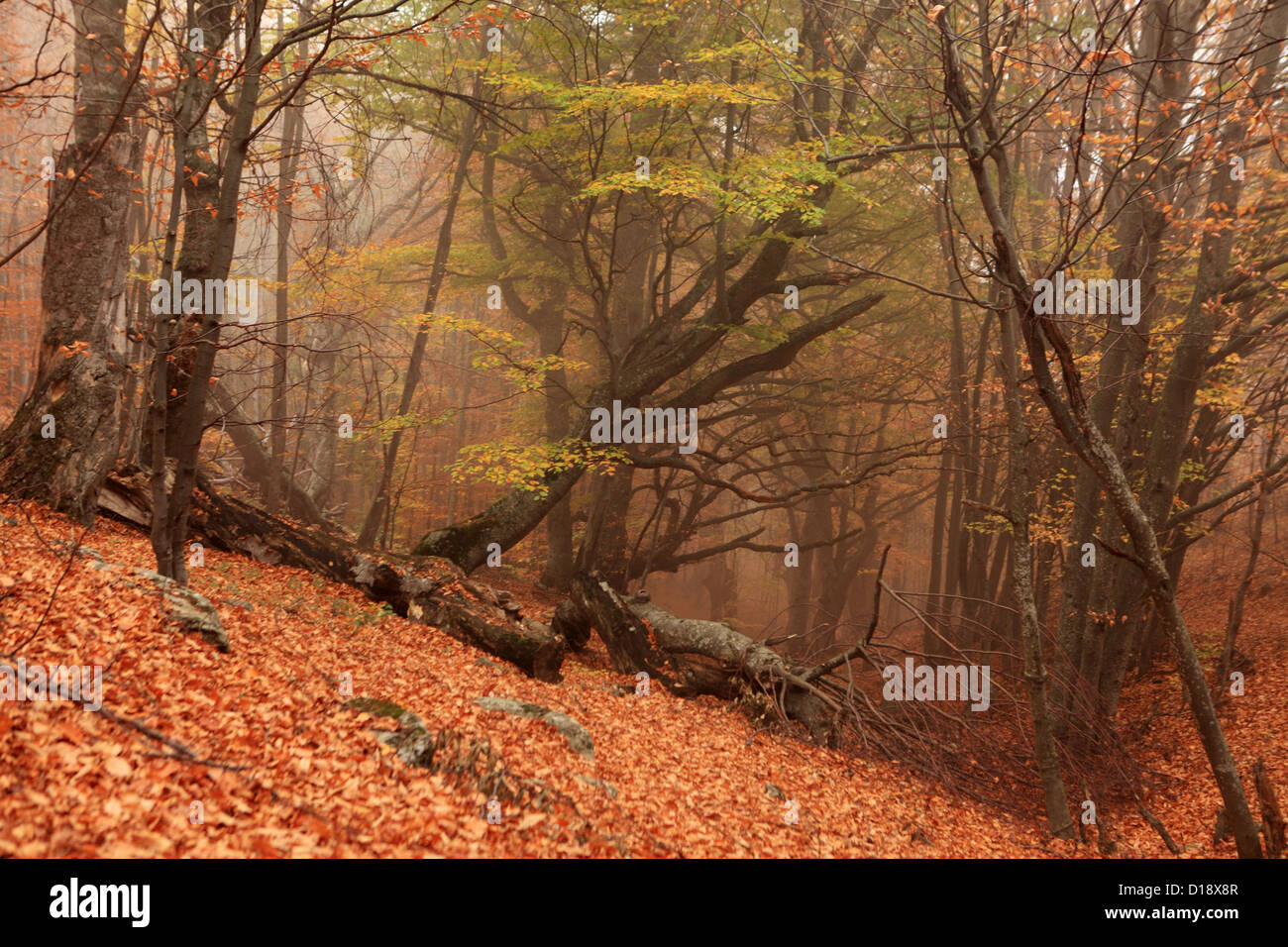 Beautiful sunny day in orange hi-res stock photography and images - Alamy
