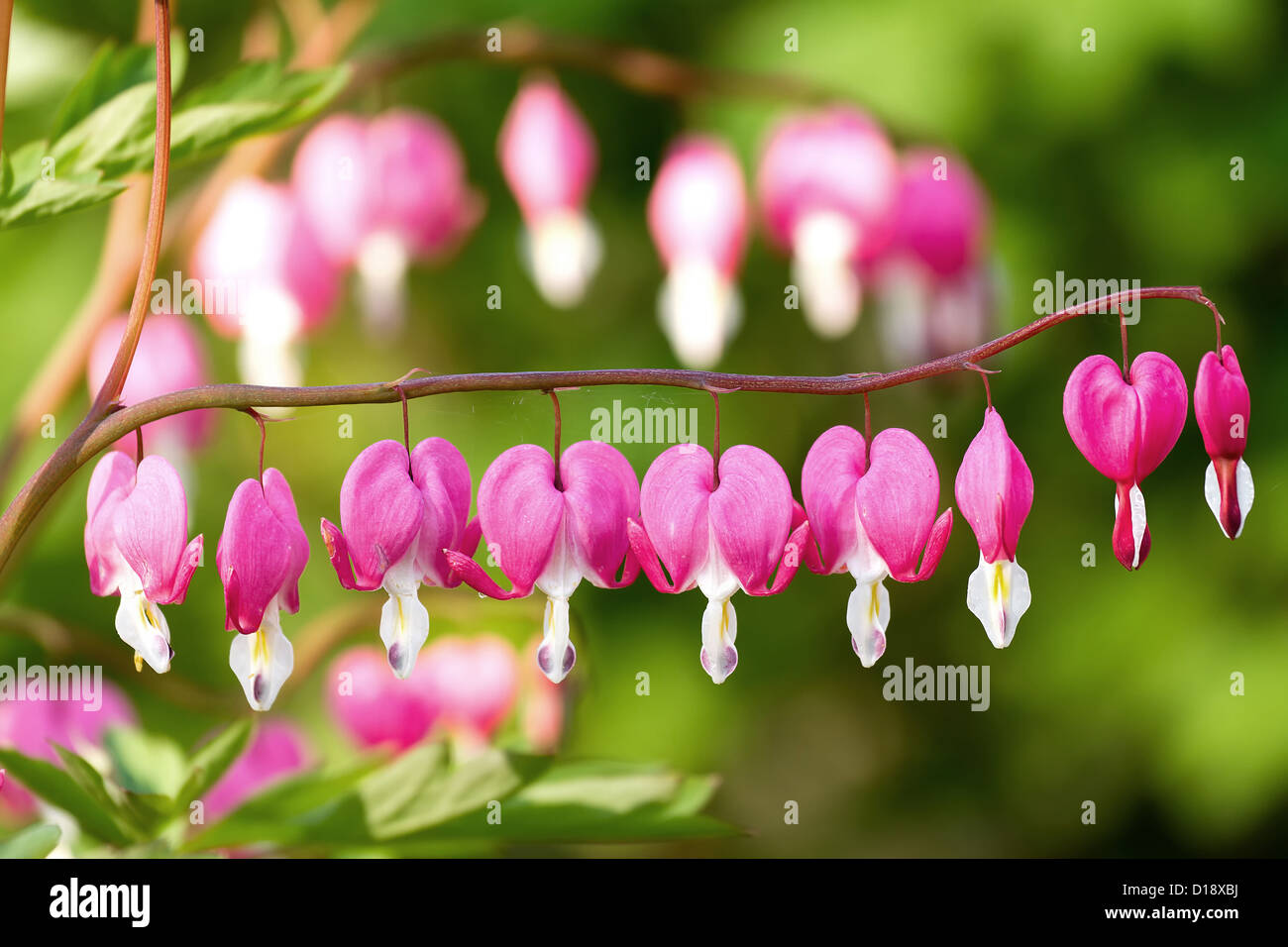 Heart-shaped flowers in the garden Stock Photo - Alamy