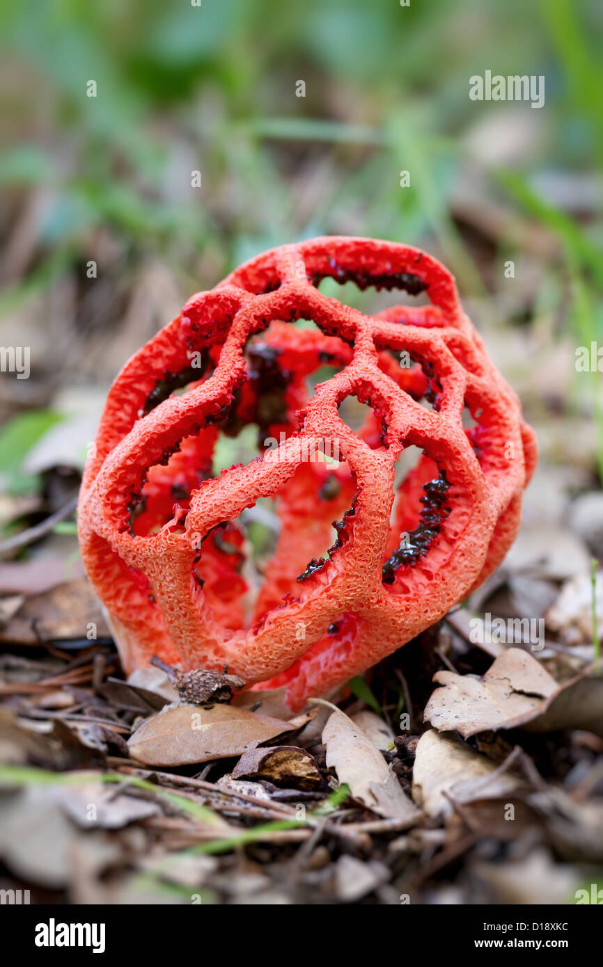 Very interesting species of fungi Stock Photo