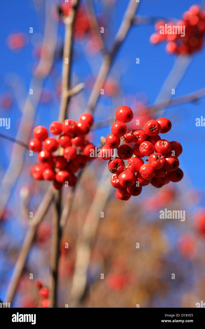 Rowan berries scotland hi-res stock photography and images - Alamy