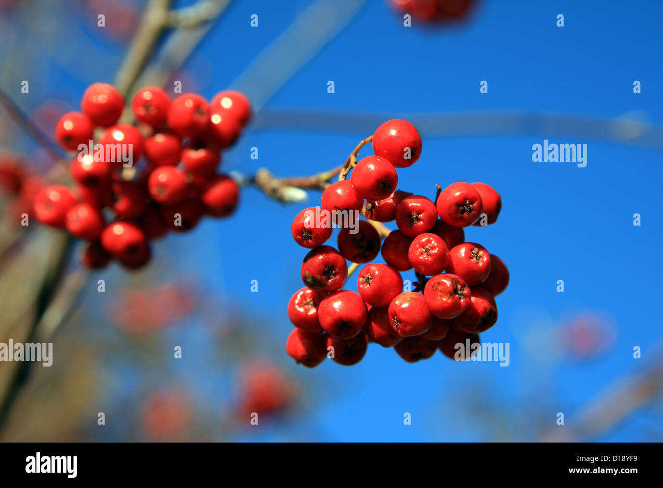 Rowan berries against a deep blue sky Stock Photo - Alamy