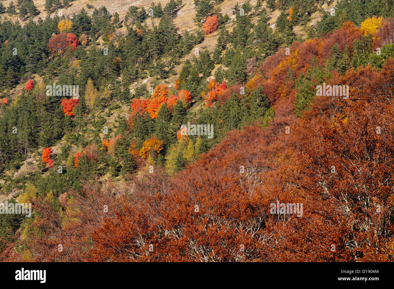 Italy Sibillini Mountains National Park  Trees in Autumn Stock Photo