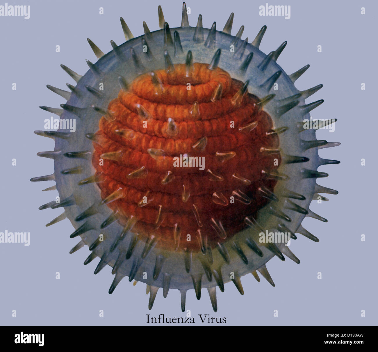 INFLUENZA VIRUS - ILLUSTRATION Stock Photo