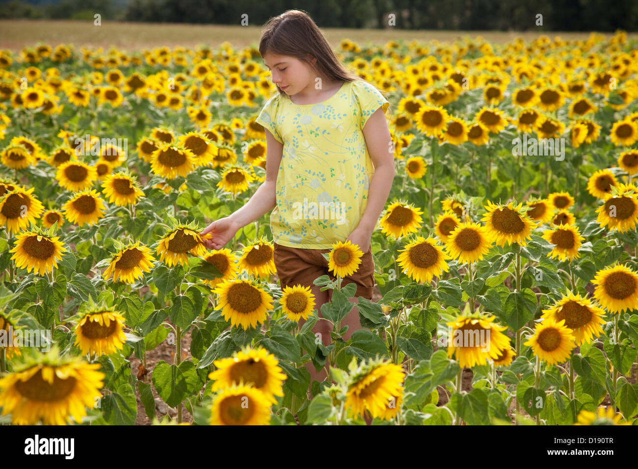 Girl in field with sunflowers Stock Photo - Alamy
