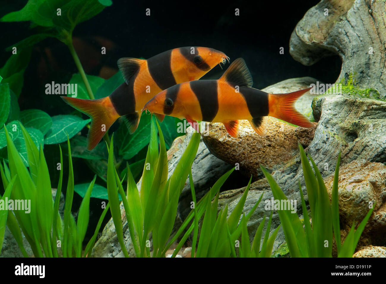 Two beautiful clown loaches in a home aquarium. Stock Photo