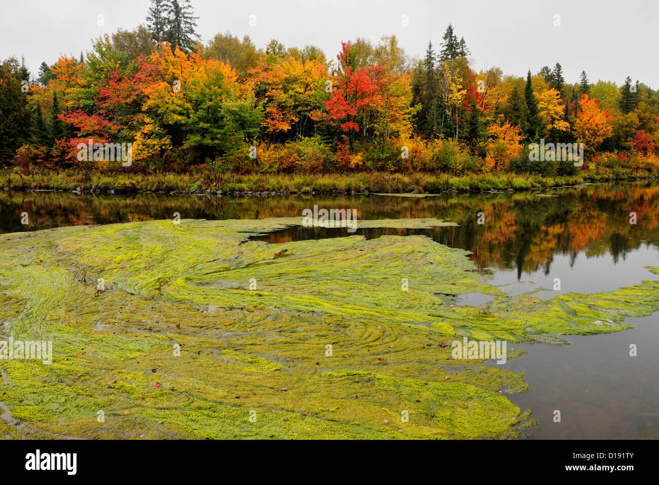 Autumn algal bloom on Junction Creek, Greater Sudbury, Ontario, Canada Stock Photo