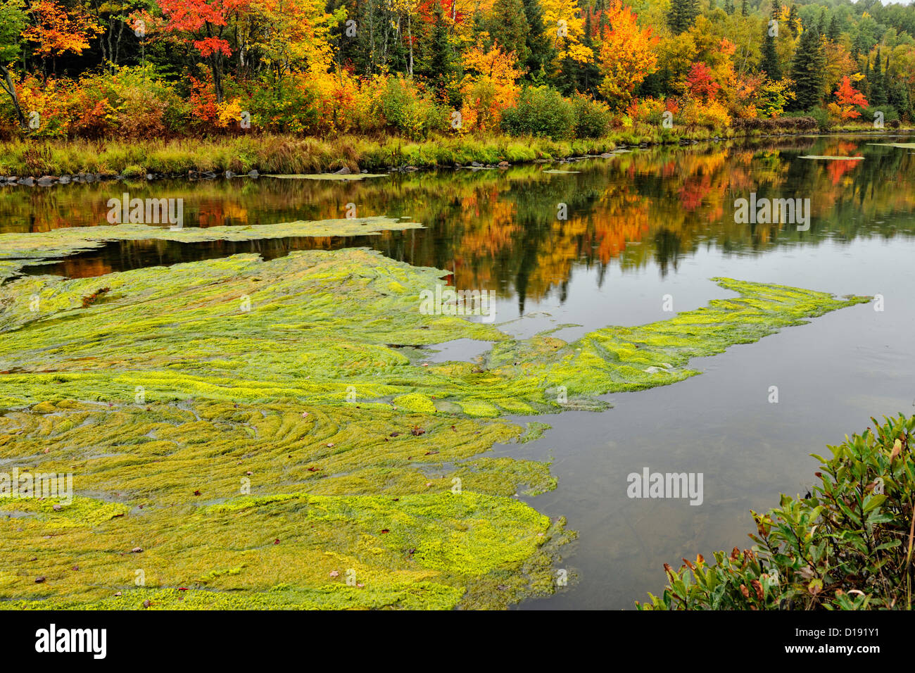 Autumn algal bloom on Junction Creek, Greater Sudbury, Ontario, Canada Stock Photo