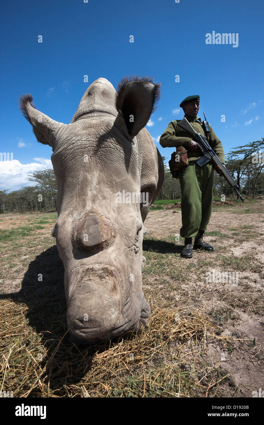 northern white rhinoceros guards