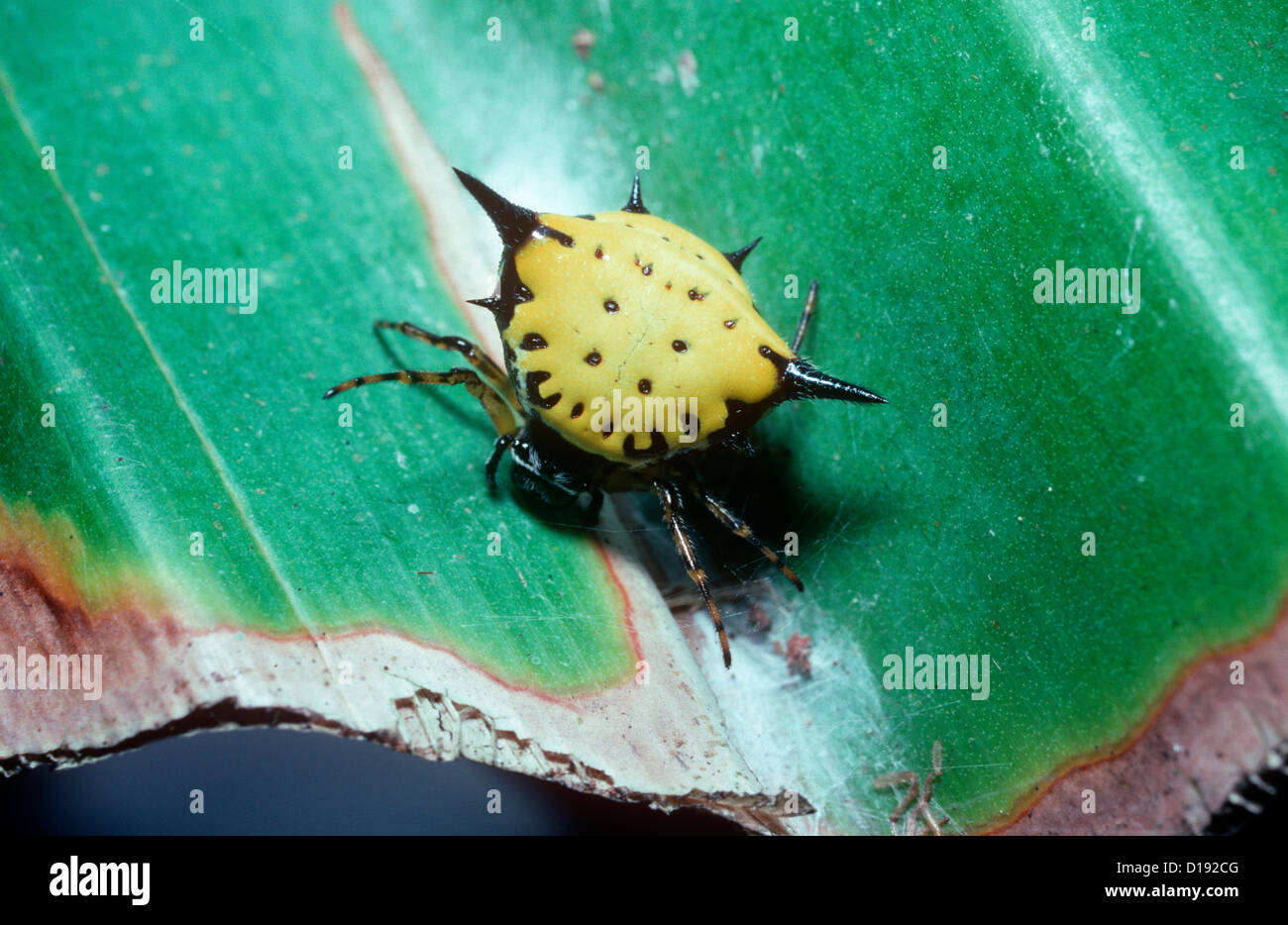 Hasselts spiny orb weaver spider (Gasteracantha hasselti: Araneidae) female in rainforest, Thailand Stock Photo
