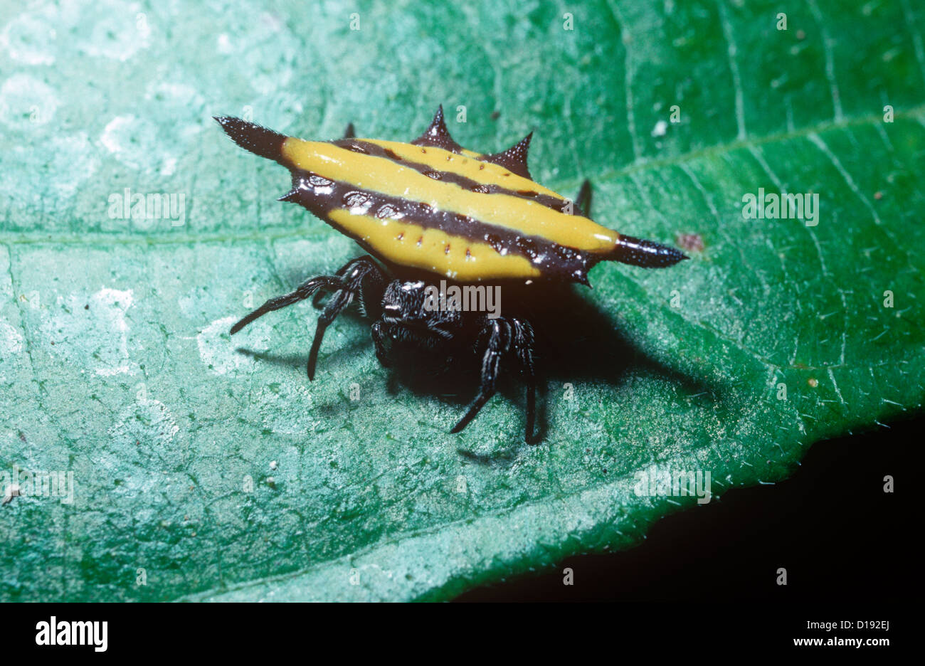 Transverse kite spider (Gasteracantha transversa: Araneidae) female in rainforest, Thailand Stock Photo