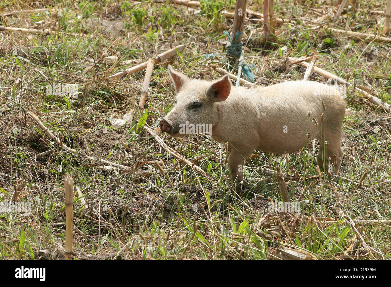 Pig ecuador hi-res stock photography and images - Alamy