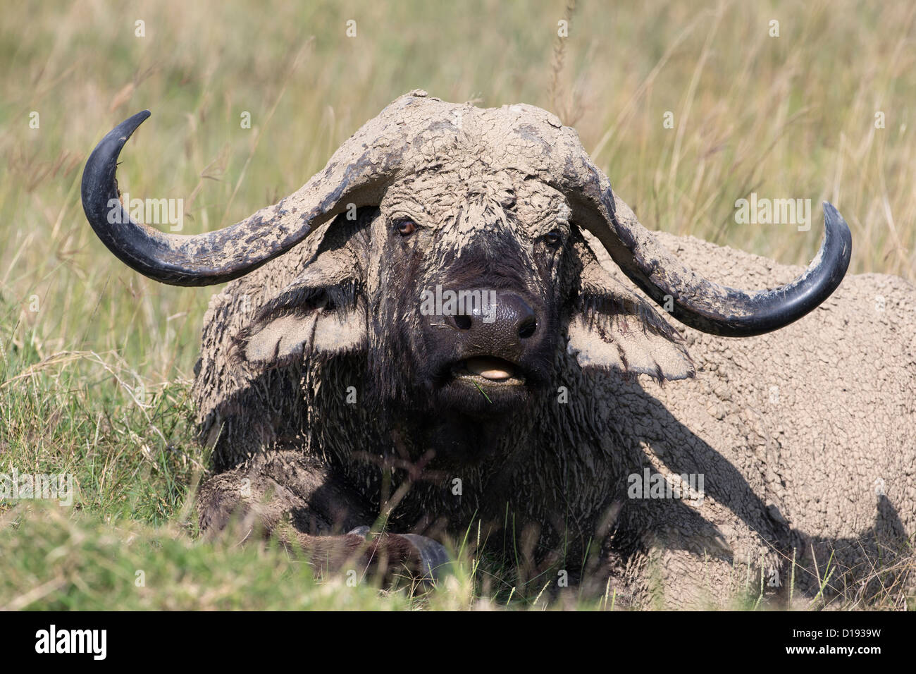 Cape buffalo (Syncerus caffer), with dried mud, Lake Nakuru National Park, Kenya, September 2012 Stock Photo