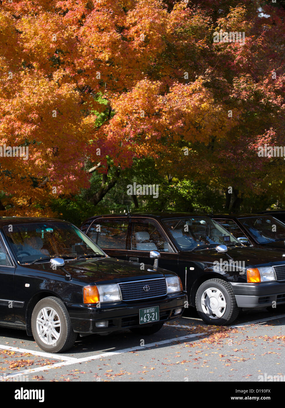 Japanese taxi cabs wait under the autumn / fall leaves / foliage outside Ryōan-ji Zen Buddhist temple in Kyoto Japan. Stock Photo