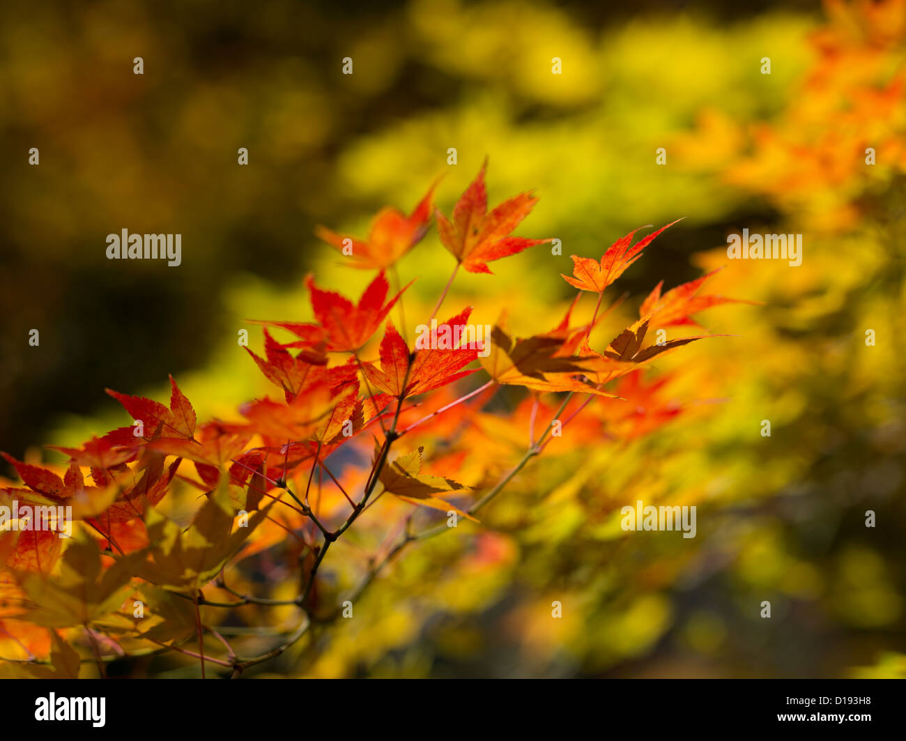 Autumn / Fall colors  leaves / foliage at Ryōan-ji Zen Buddhist temple in Kyoto Japan. Stock Photo