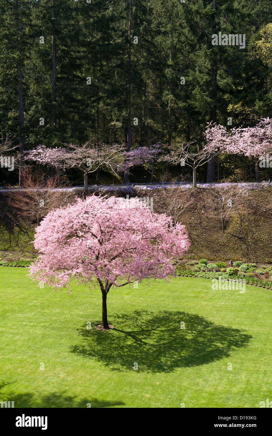 Japanese flowering cherry tree hi-res stock photography and images - Alamy