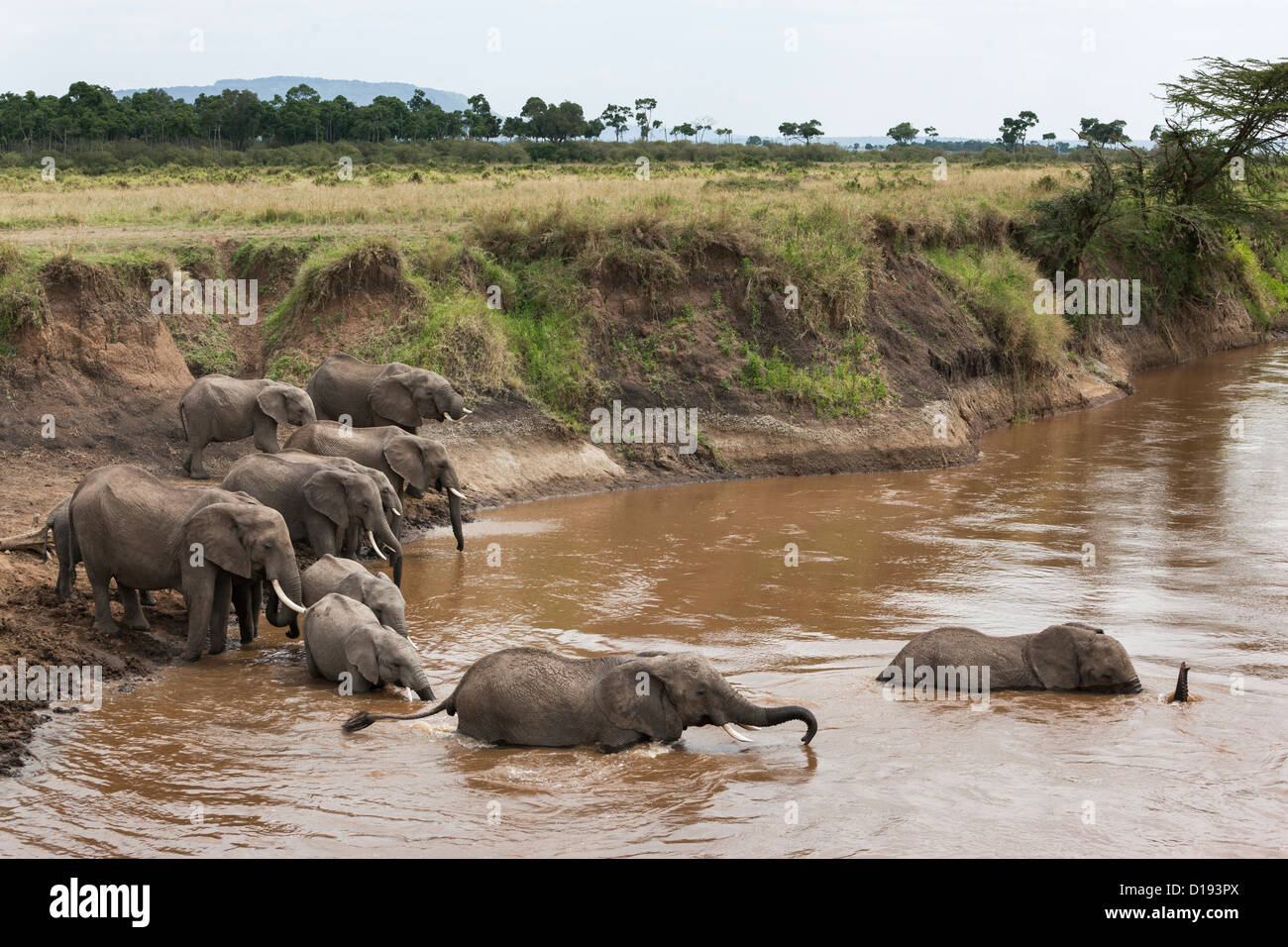 Elephant herd (Loxodonta africana) crossing river, Maasai Mara game reserve, Kenya, Africa, September 2012 Stock Photo