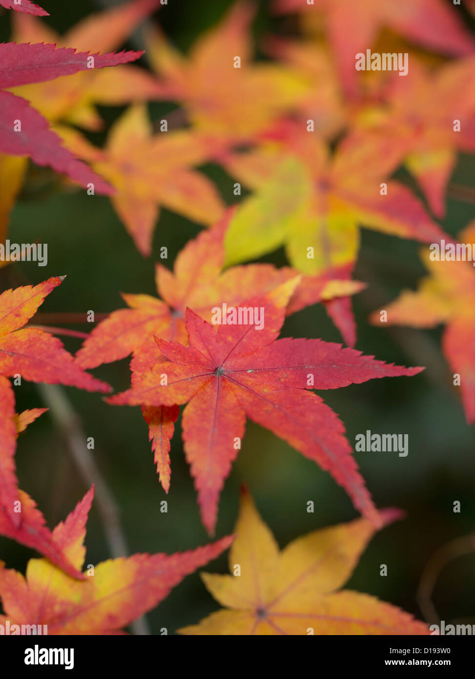 Fall / autumn leaves / foliage outside of Ryōan-ji Zen Buddhist temple in Kyoto Japan. Stock Photo