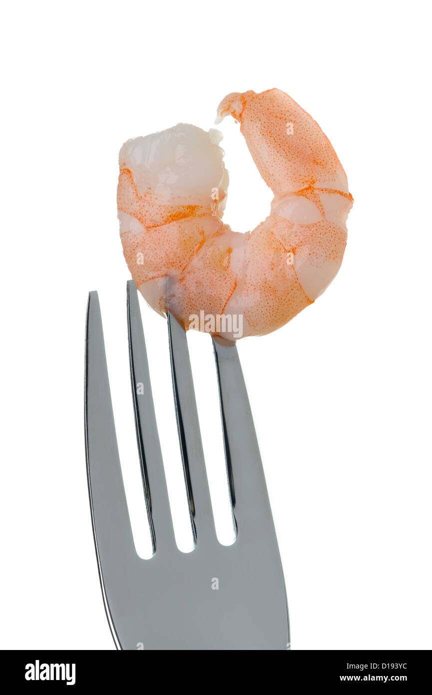 one fresh king prawn on a fork against a white background Stock Photo