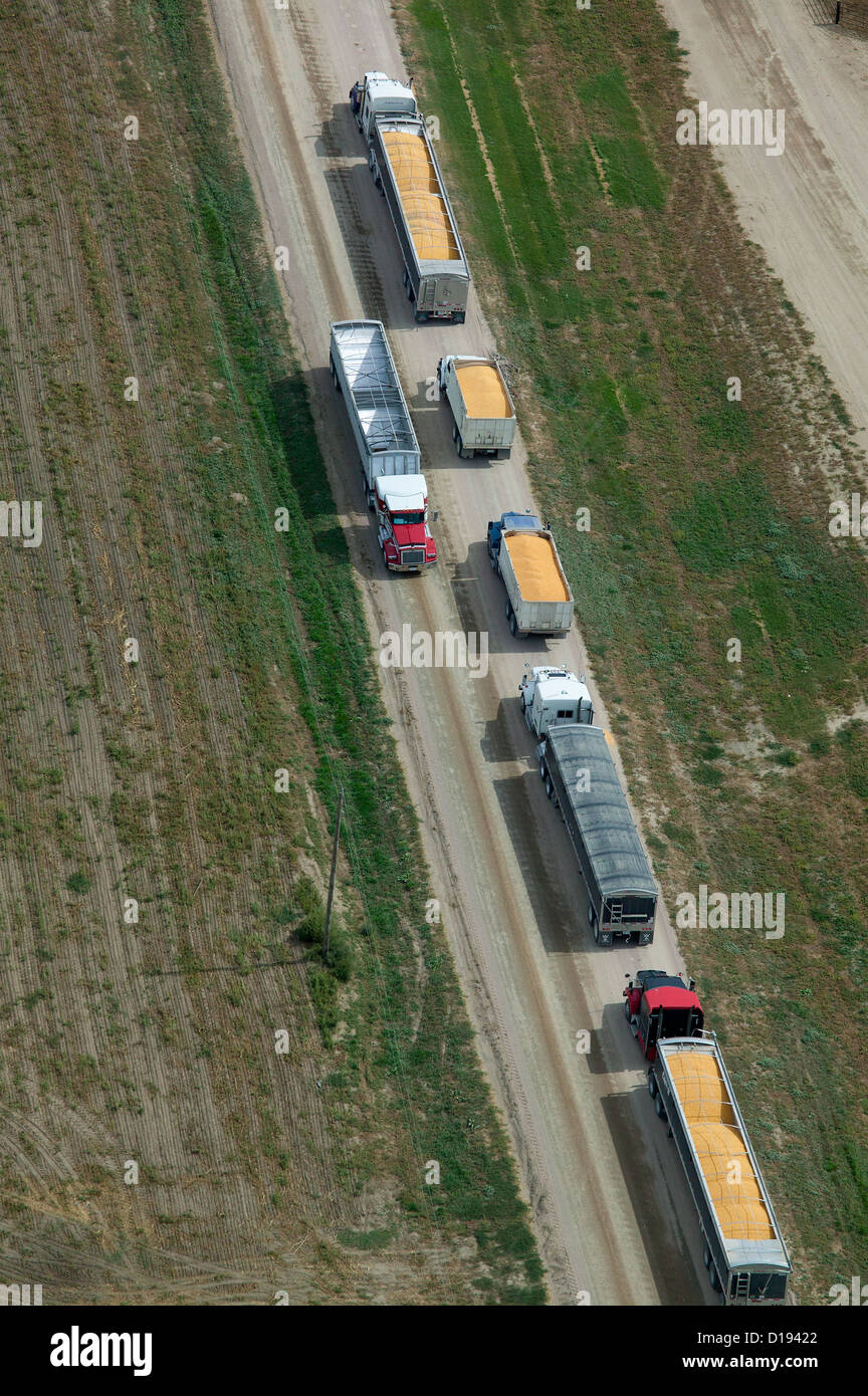 aerial photograph trucks delivering corn cattle feedlot Nebraska Stock Photo