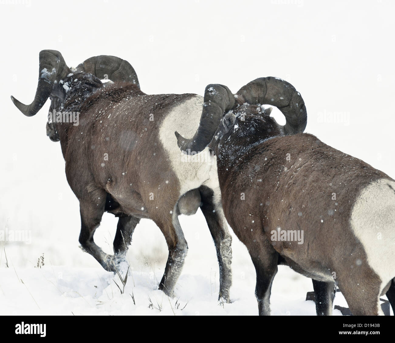 Two bighorn rams walking away through the deep winter snow Stock Photo ...
