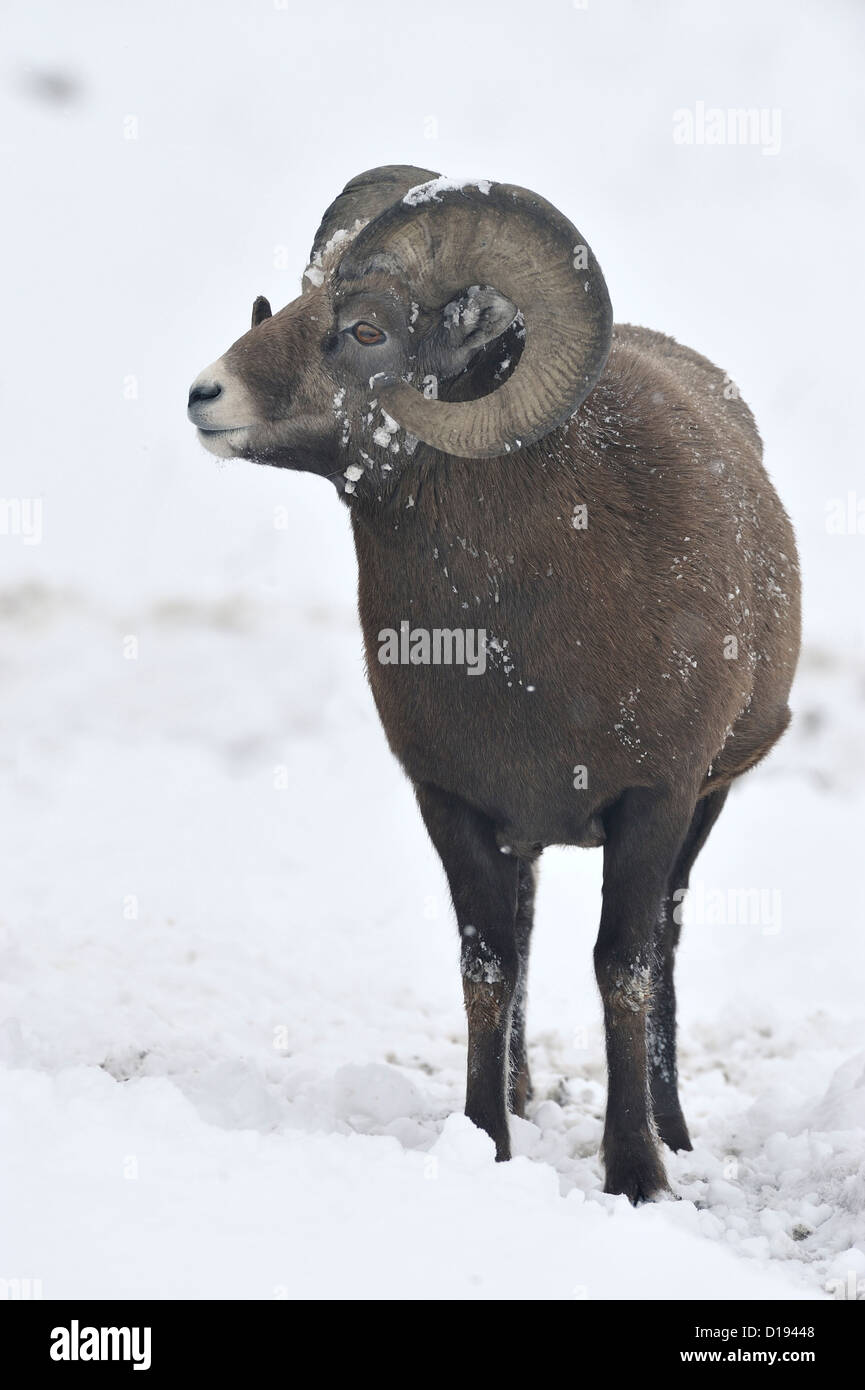 An adult bighorn ram standing in the fresh snow looking away Stock ...