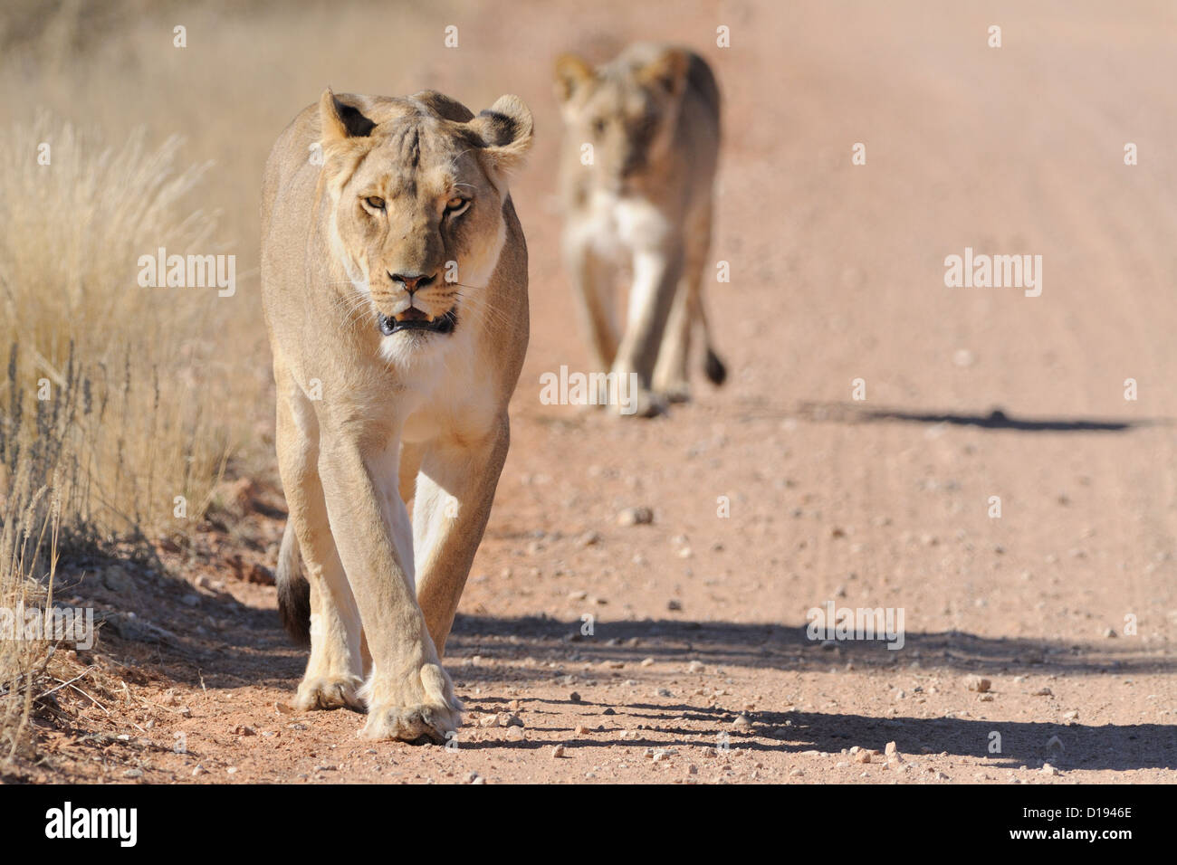African lionesses (Panthera leo) walking on a dirt road, Kgalagadi Transfrontier Park, Northern Cape, South Africa, Africa Stock Photo