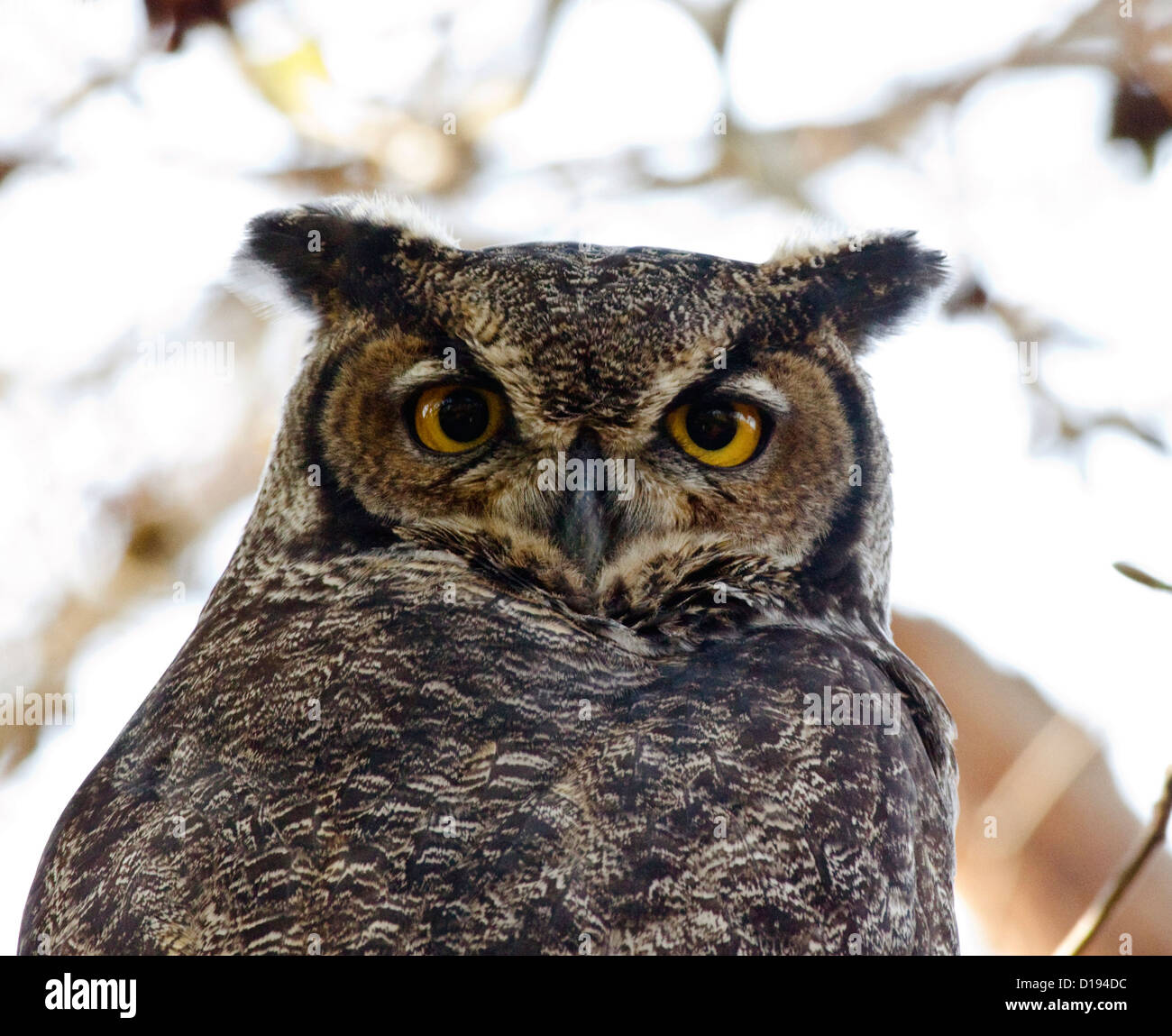 Great Horned Owl, (Bubo Virginianus Stock Photo - Alamy