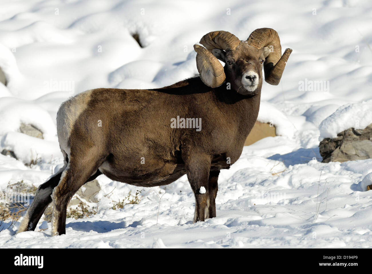 A mature Bighorn ram standing on a snow covered hillside foraging for food. Stock Photo