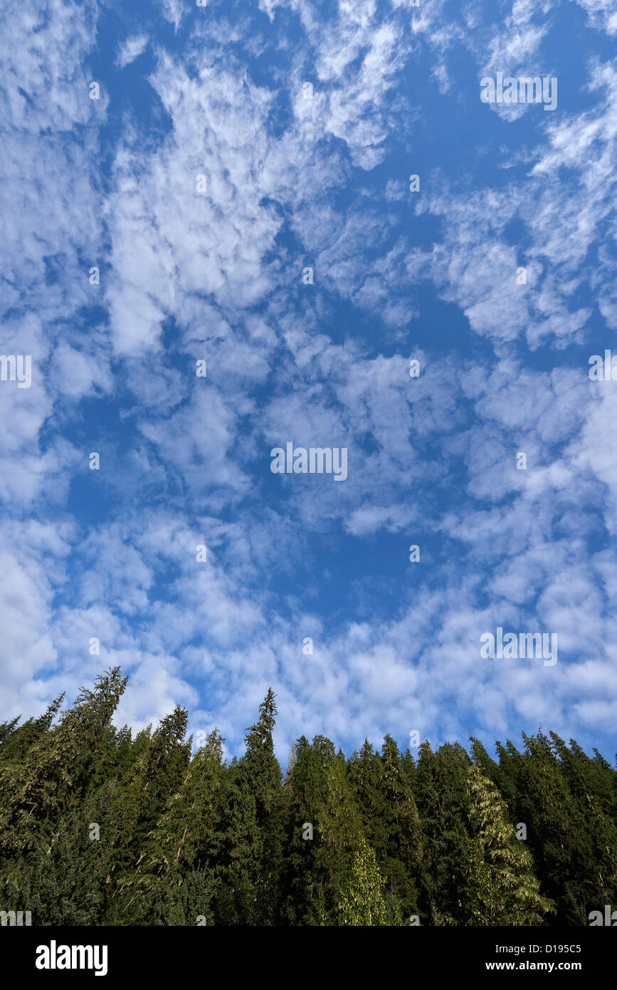 A vertical nature landscape with copyspace Stock Photo