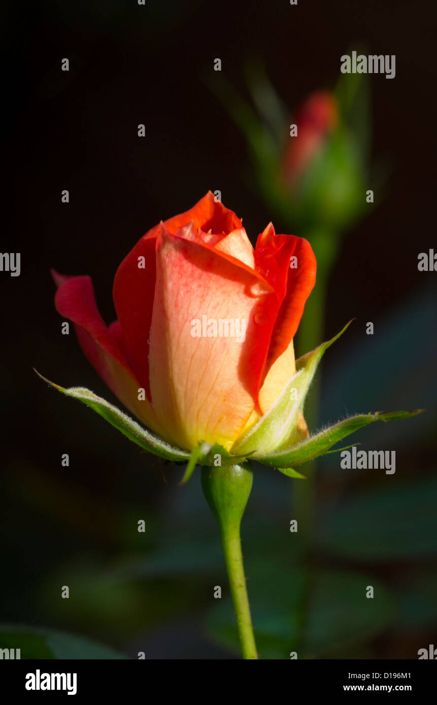 Opening rose bud hires stock photography and images Alamy