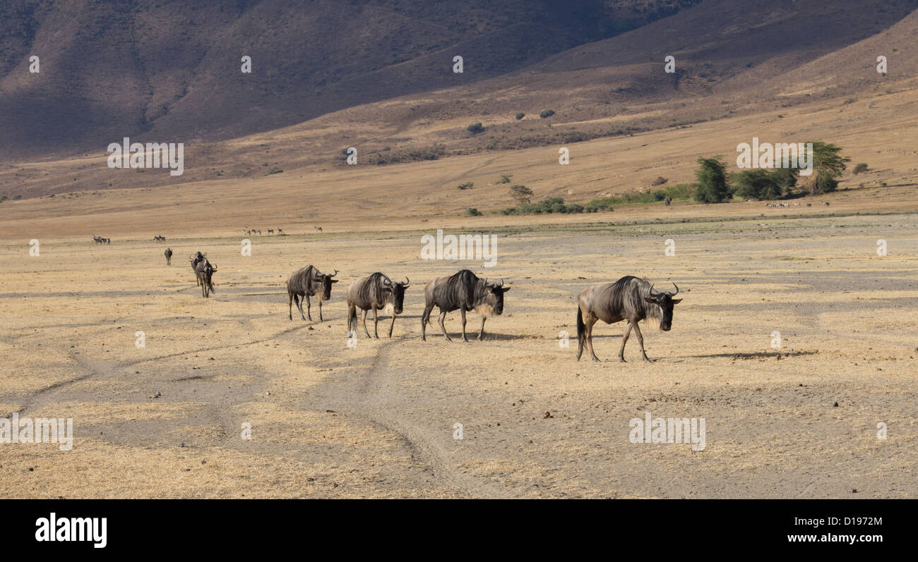 Wildebeast walking in a line in the dry , in ngorongoro crater. Stock Photo