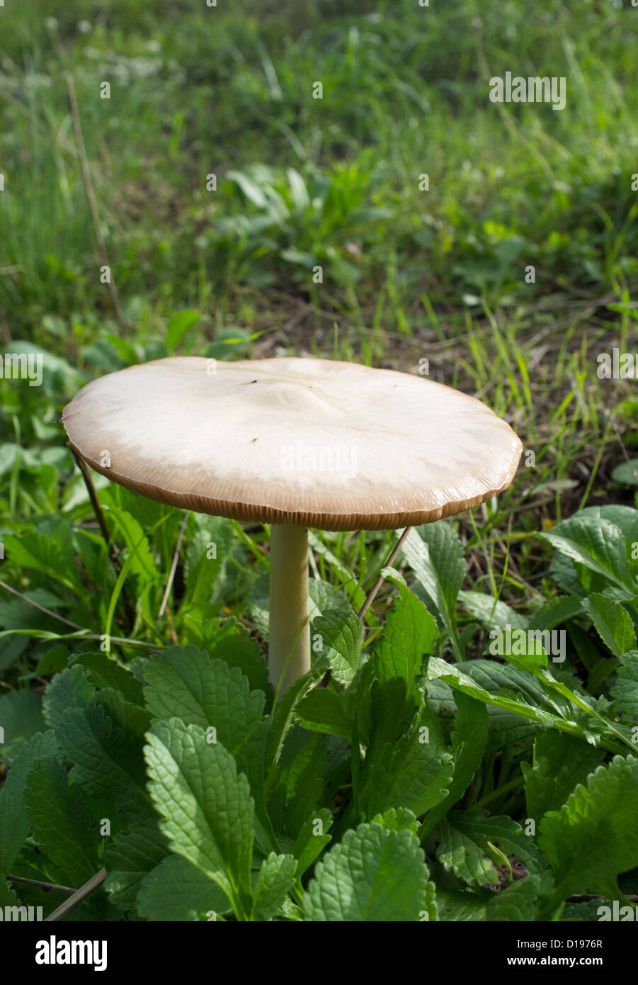 White fungus growing in a lush field Stock Photo Alamy