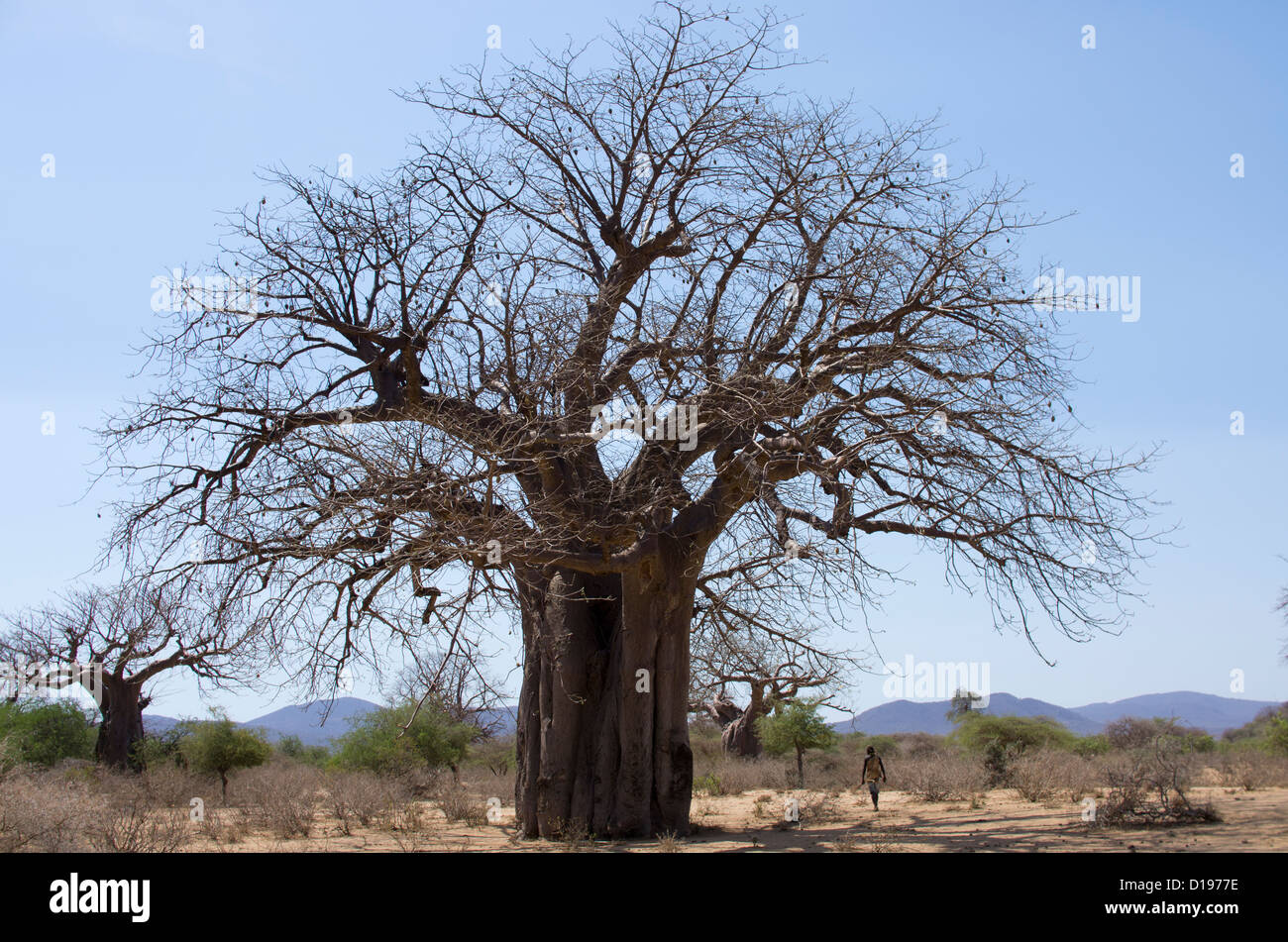 giant Baobab tree, (Adansonia) Tanzania, with tribal hunter beside. Stock Photo
