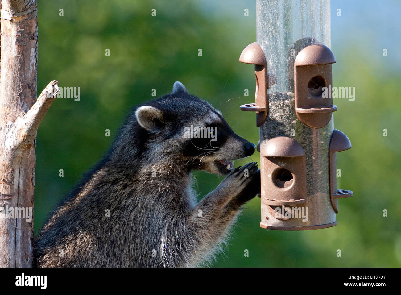 Raccoon (Procyon lotor) trying to eat sunflower seeds from a bird