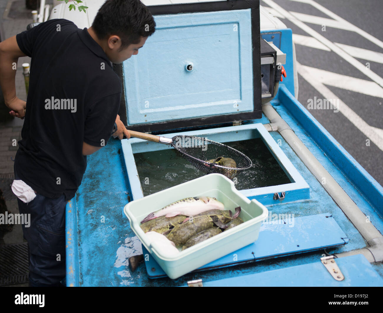 Fugu, puffer fish,  blowfish ( tiger fugu ) which contains tetrodotoxin delivered to a restaurant in Kabukicho Tokyo Stock Photo