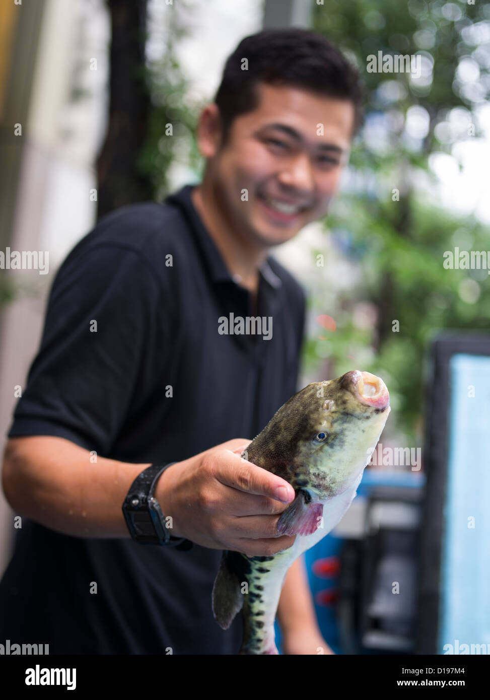 Fugu, puffer fish,  blowfish ( tiger fugu ) which contains tetrodotoxin delivered to a restaurant in Kabukicho Tokyo Stock Photo